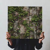 Iconic Moss Covered Wood